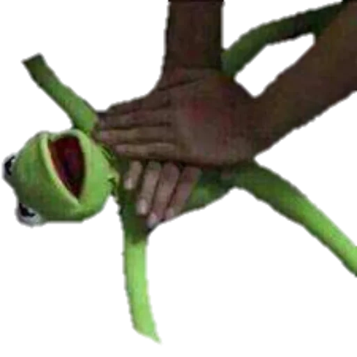 frog cermit, frog cermit, home plant, the frog kermit is pumped out, the frog kermite is pumped out