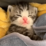сонный кот, милые котики, животные коты, кошка животное, маленький котенок радуется