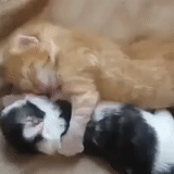 kucing, kucing, kucing itu sedang tidur, dua kucing lucu, memeluk kucing