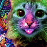 die regenbogenkatze, die regenbogenkatze, die psychedelische katze, die bunte katze