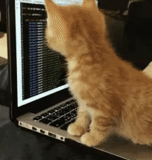 cat, seal, kitty kitty, red kitten, typing cat