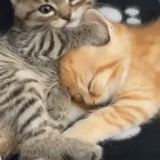 cute kittens, cats, a cheerful animal, seal, the kittens hugged each other