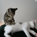 gato, gato, gatos, gif gif, massagem para um gato