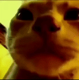 kucing, vídeo, anak, video flash, cat caramelldansen