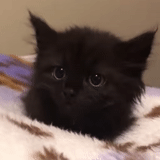 gato, gatito negro, gatito negro esponjoso, gatito siberiano negro, pequeños gatitos negros y esponjosos