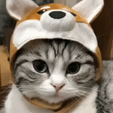 gato fofo, chapéu de gato, gatos, hat de gatinho, um chapéu de gato fofo