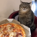 die katze, pizza für die katze, zwei katzen, die katze von charkow, die katze stepan pizza