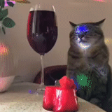 kucing, kucing, cat stepan, anggur stepan kucing, kucing stepan adalah kaca