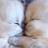 kucing, versi seluler, dua kucing lucu, kucing yang cantik bersama, nosik anton borisovich