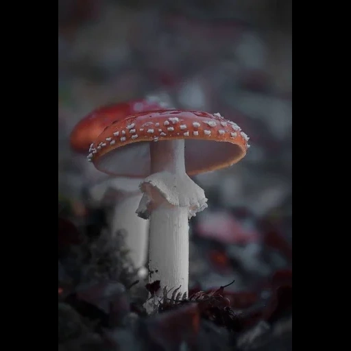 mushrooms, flyer, darkness, pressure mushroom, mushrooms of guns of fly agaric