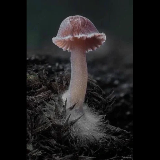 cogumelos, o cogumelo é um palpite, mycena rosea, cogumelos mycena rosea, mitsena rosa mycena rosea