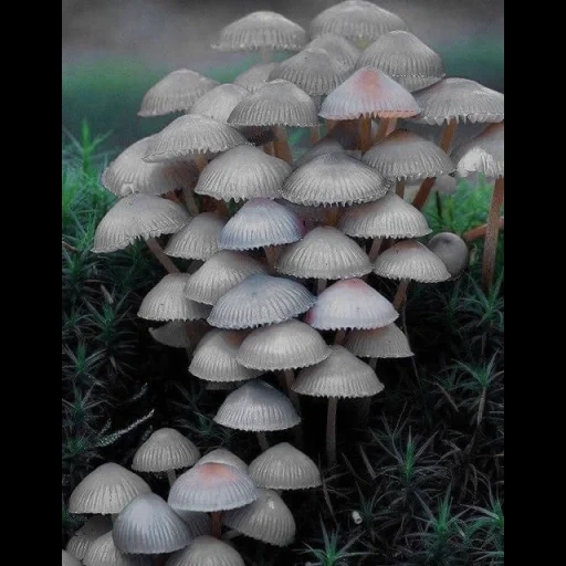 гриб, грибы пне, грибы грибы, опята серые, поганка гриб
