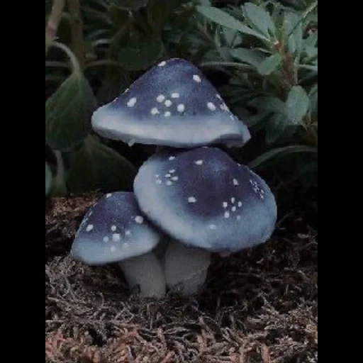 i funghi, funghi blu, batteri blu, ceppo di fungo blu, violet-violet