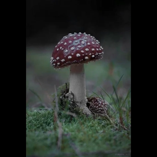 mushrooms, flyer, mushroom flyer, the fly agaric is poisonous, inedible mushrooms flyer