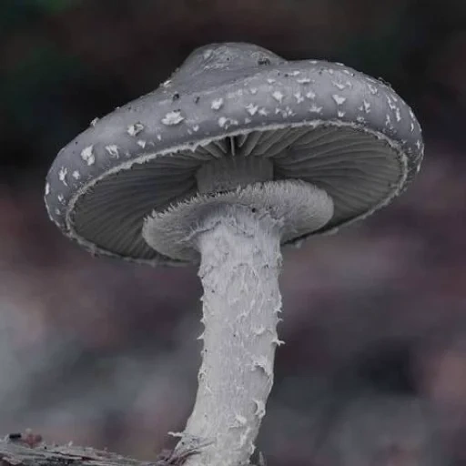 cogumelo de pressão, o cogumelo de stanfaria, cap, strofaria pugan, stanfaria cogumelo azul verde