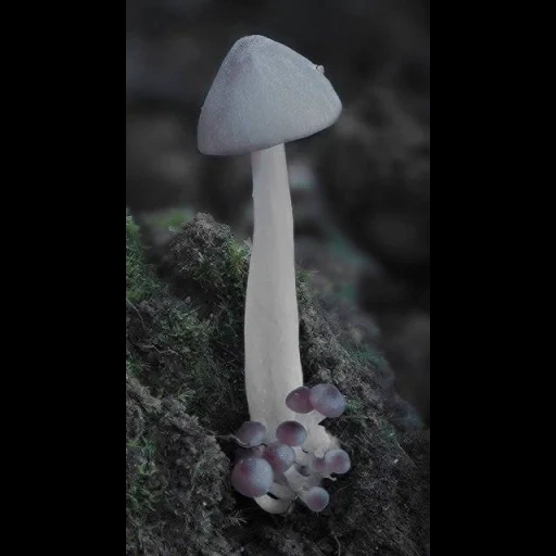 pilz, toaadstool, der pilz ist eine vermutung, mycena adscentens, wunderbare natur