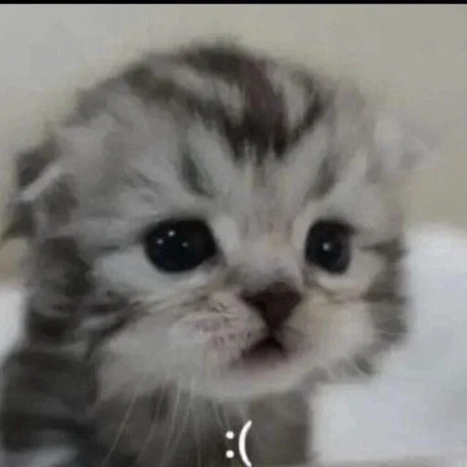cute kittens, hanging-eared kitten, the lovely kitten is crying, a charming kitten, scottish drooping-eared kitten