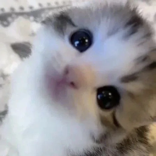 gato, muy bonitos gatitos, muy buenos gatos, los gatitos son pequeños lindos, little lindo gatito