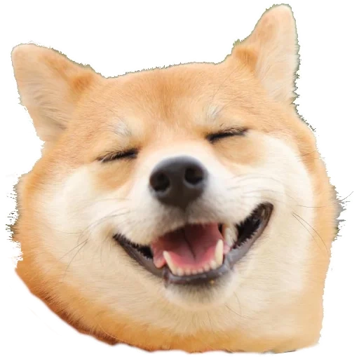 shiba, siba inu, cachorro akita, o cachorro de siba inu, cartoon do smile de cachorro