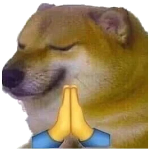 twitter, a meme with a dog, doge ricardo, the dog is funny, housing sides cheems doge