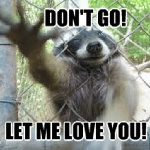 raccoons, raccoon memes, the raccoon is funny, raccoon strip, don t let me go