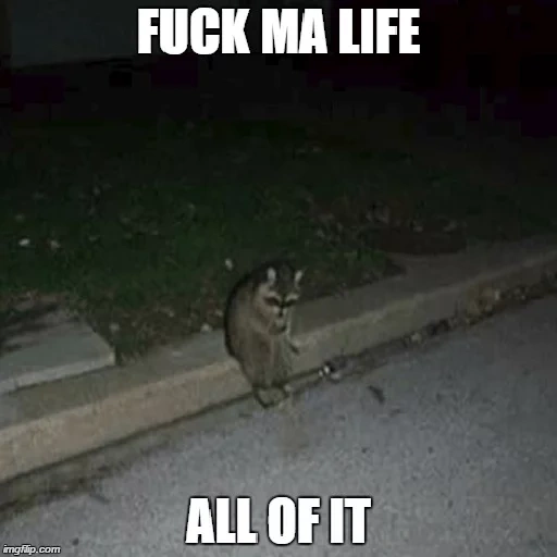 cat, raccoons, human, funny animals, the raccoon sits the curb