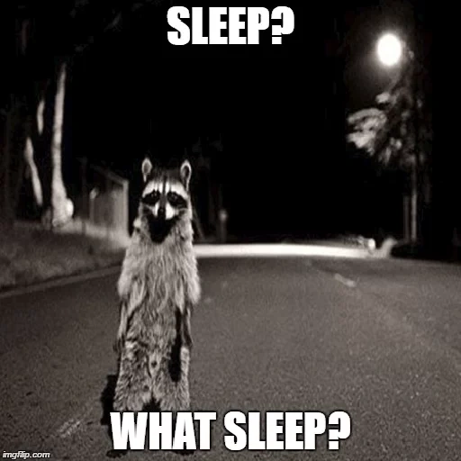raccoons, raccoon, raccoon at night, dancing raccoon, raccoon with a camera