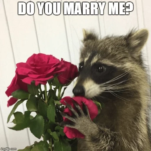raccoons, raccoon, raccoon colors, raccoon flowers, raccoon flowers