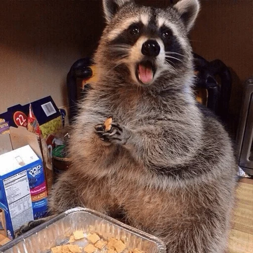 guaxinins, faixa de guaxinim, raccoon da habitação, faixa de guaxinim, raccoon hobbes come