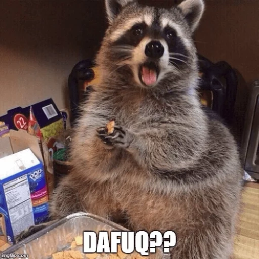 rakun, rakun, housing raccoon, strip rakun, raccoon hobbes makan