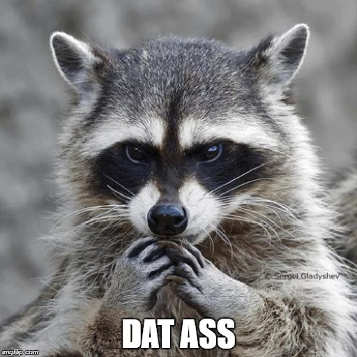 guaxinins, raccoon do mal, o guaxinim é astúcia, faixa de guaxinim, faixa de guaxinim do mal