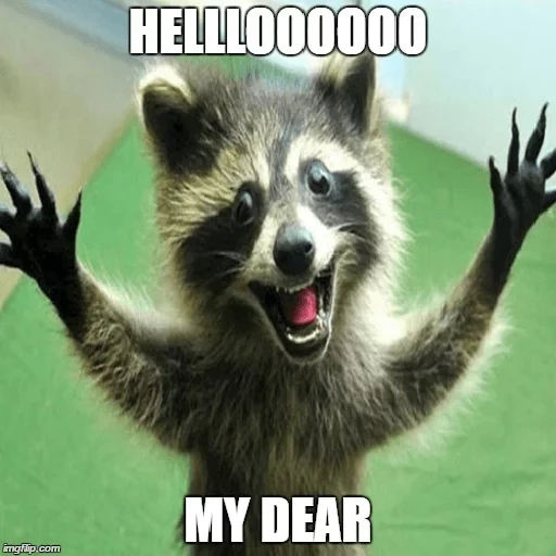 guaxinins, o guaxinim é astúcia, merry raccoon, guaxinins engraçados, guaxinins engraçados