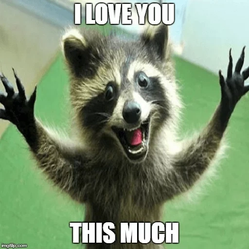 guaxinins, o guaxinim é astúcia, merry raccoon, raccoon alegre, guaxinins engraçados