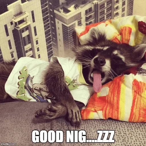 mapaches, el mapache esta durmiendo, mapache para dormir, chistes de mapache, buenos días raccoon