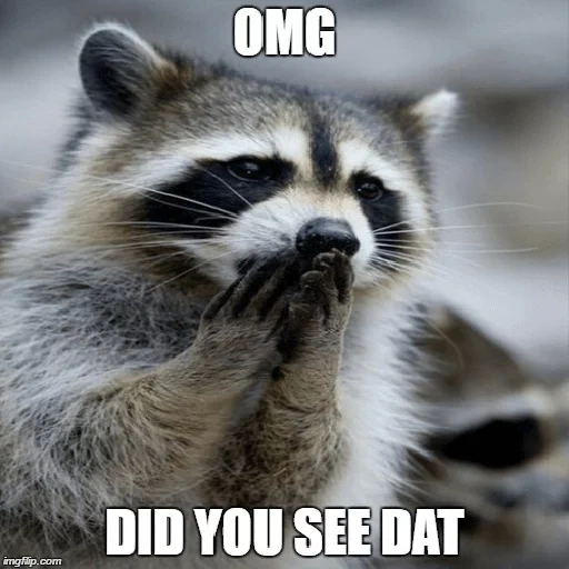 rakun, rakun, raccoon yang terhormat, raccoon echidal, strip rakun