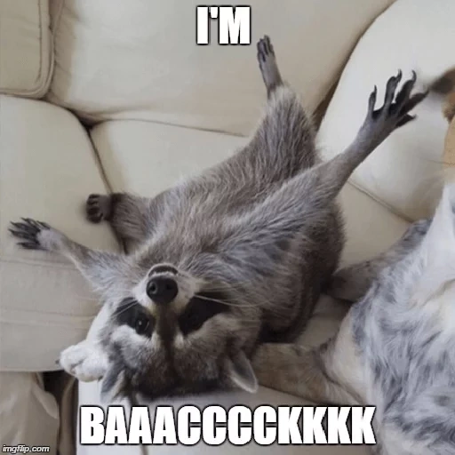 guaxinins, raccoon do sono, faixa de guaxinim, animal de guaxinim, guaxinins caseiros