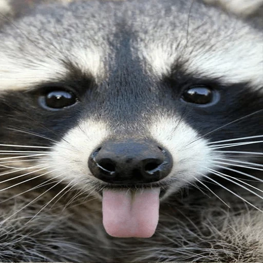 guaxinins, hot raccoon, raço ri, o guaxinim é fofo, faixa de guaxinim