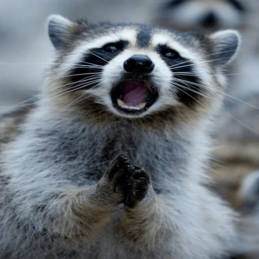 guaxinim, o guaxinim é fofo, raccoon engraçado, faixa de guaxinim, raccoon surpreso
