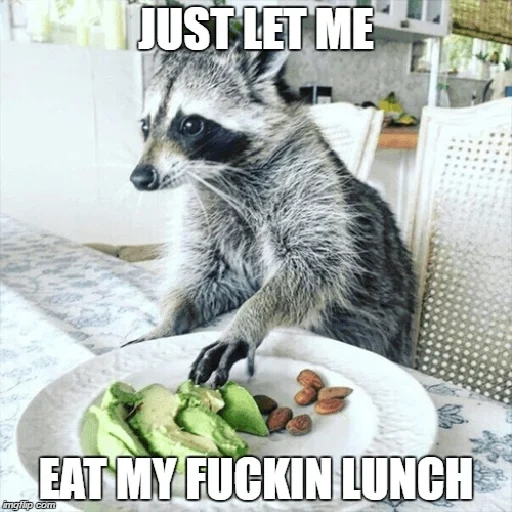 rakun, saya seorang rakun, makanan rakun, strip rakun, housing raccoon