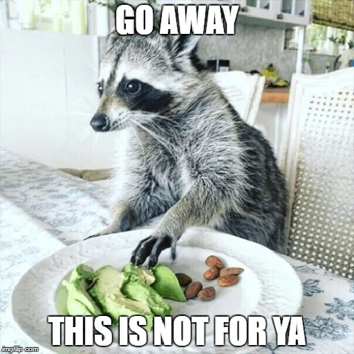 guaxinins, comida de guaxinim, faixa de guaxinim, raccoon da habitação, raccoon está sem teto