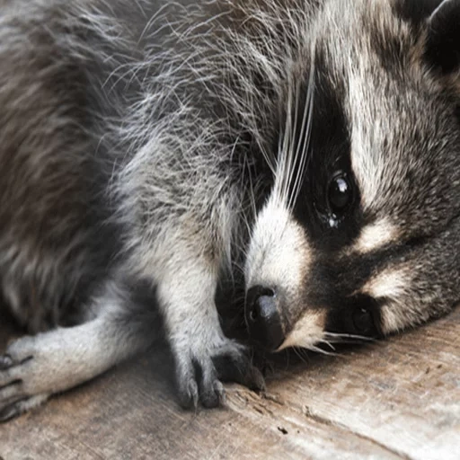 guaxinins, sad raccoon, faixa de guaxinim, animal de guaxinim, nutrição de strip raccoon