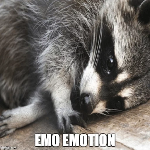 guaxinins, raccoon do sono, faixa de guaxinim, o guaxinim está triste, listras de guaxinim dormindo