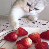 cat, cat strawberries, animal cats, funny animals, pets exotic