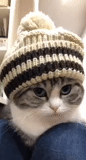 кот, кошка, котики, кот шапке, котик свитере