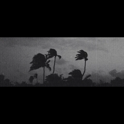 темнота, серый фон, palm tree, пальмы фон, черно белые арты джунгли вьетнама