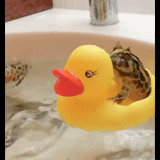 bebek, bebek mandi, bebek bebek, merunduk kamar mandi, bebeknya kuning