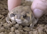 лягушки, bump жаба, квакша лягушка, милые животные, very angry frog