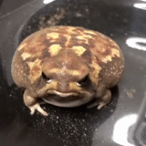 bump toad, zhaba frog, der verlassene schmale frosch, südafrikanischer schmaler frosch, afrikanischer schmaler froschhonig