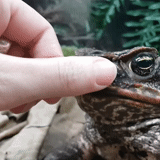 toad, nature, yeah toad, animals, poisonous toad