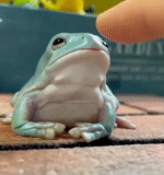 frog, toad, kvaksha, frogs, kvaksha frog